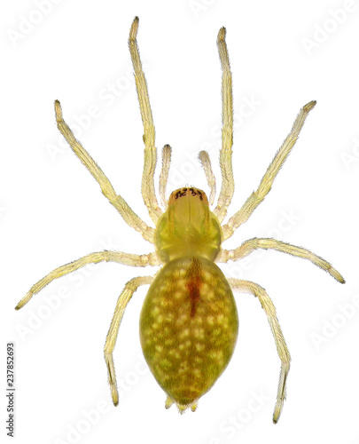 Spider. Close up. Isolated on a white background