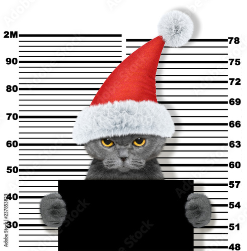 Fototapeta Naklejka Na Ścianę i Meble -  Cute cat as santa claus in prison. Isolated on white