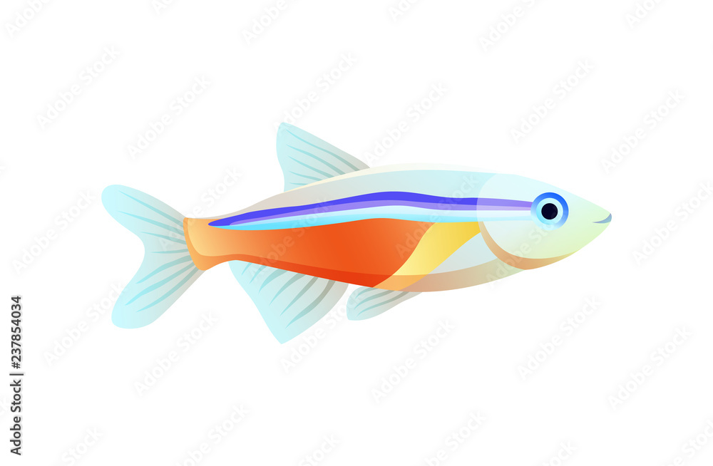 Bright Neon Tetra Fish Isolated on White Poster Bright Neon Tetra Fish Isolated on White Poster
