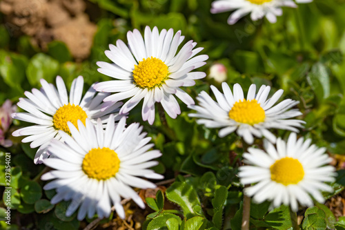 Beautiful spring flowers