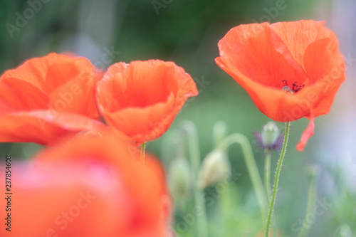 Poppies, in the late spring you can see them everywhere, in small quantities or on immense fields.