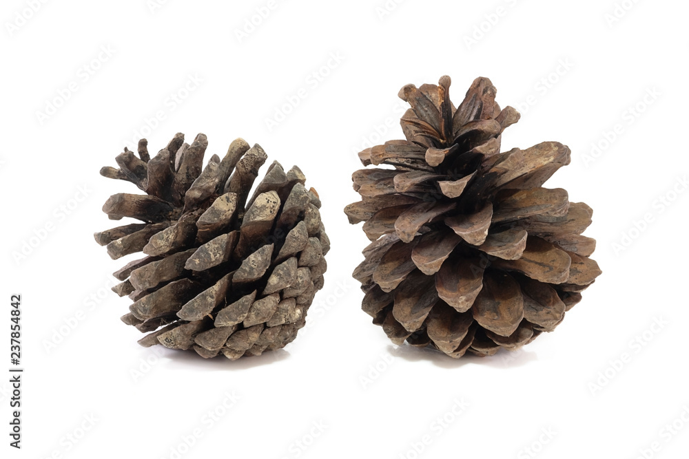 pine cones close up isolated on white background.
pine cones close up isolated on white background.