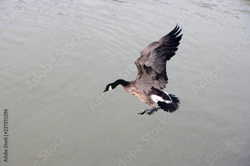 Canadian Goose