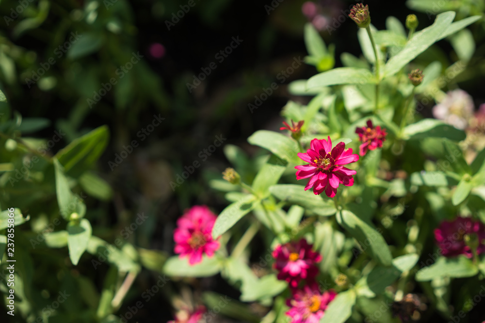 pink Cosmos flower pink Cosmos flower