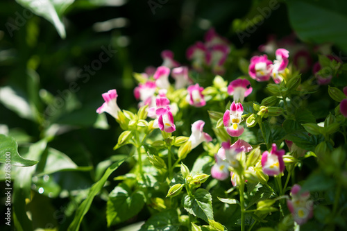 pink flower in garden