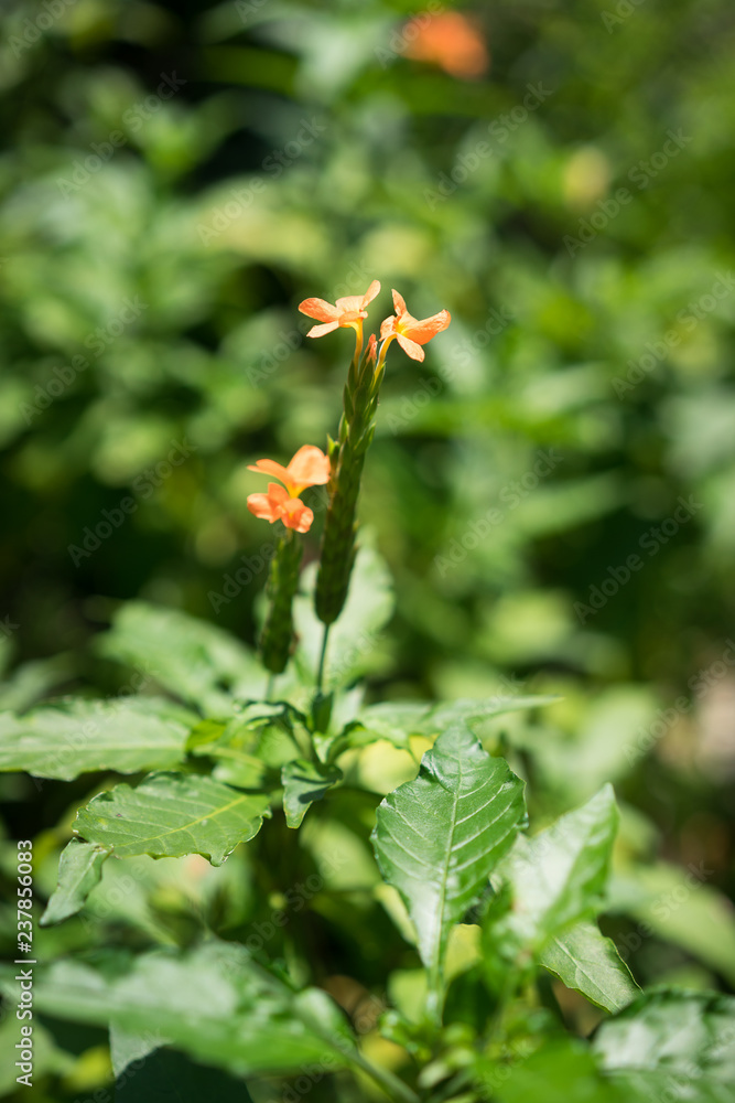 orange flowers in sunlight orange flowers in sunlight