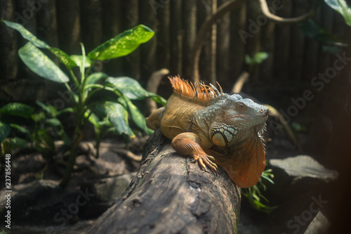 beautiful iguana © kiet