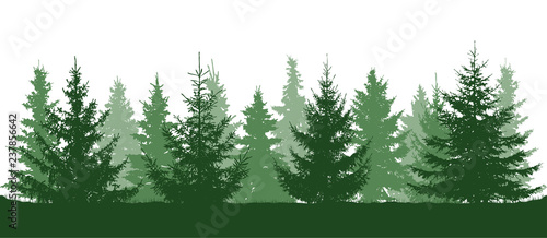 Green forest, fir trees silhouette. Isolated on white background. Vector illustration.