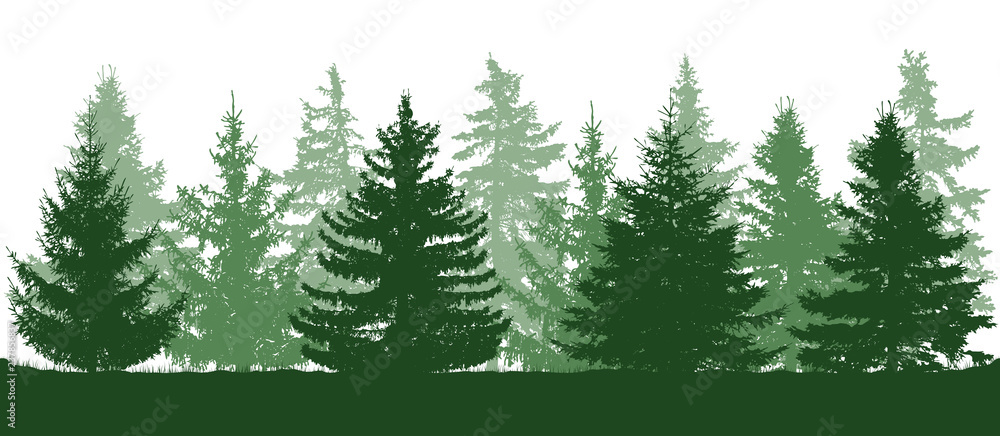 Obraz premium Summer green forest, silhouette of spruces. Vector illustration.