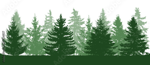 Summer green forest, silhouette of spruces. Vector illustration.