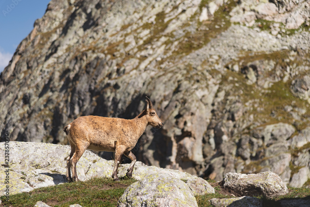 Young female alpine Capra ibex on the high rocks stone in Dombay mountains. North Caucasus. Russia