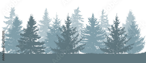Winter forest, silhouette of spruces. Vector illustration.