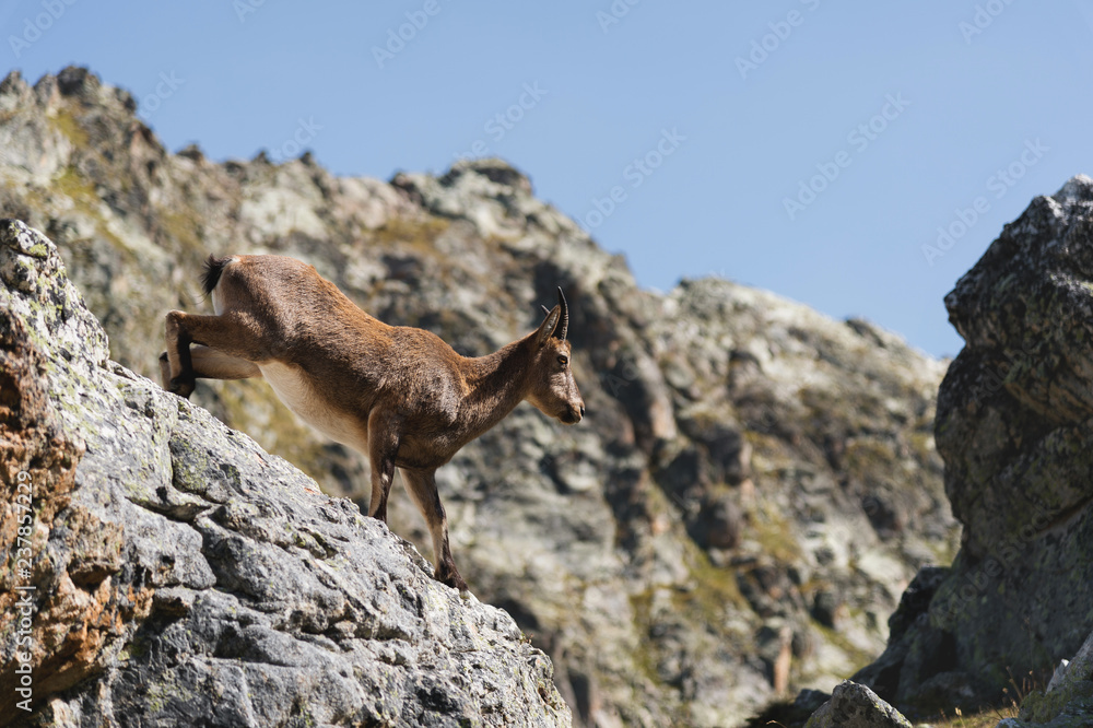 Naklejka premium Young female alpine Capra ibex on the high rocks stone in Dombay mountains. North Caucasus. Russia