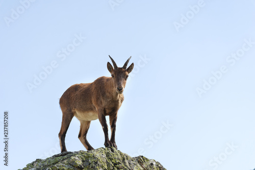 Young female alpine Capra ibex looking at the camera and standing on the high rocks stone in Dombay mountains against the sky. North Caucasus. Russia