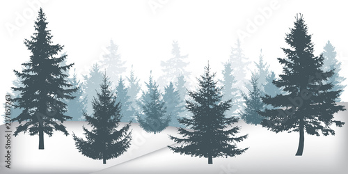 Winter forest, silhouettes of beautiful spruce trees.