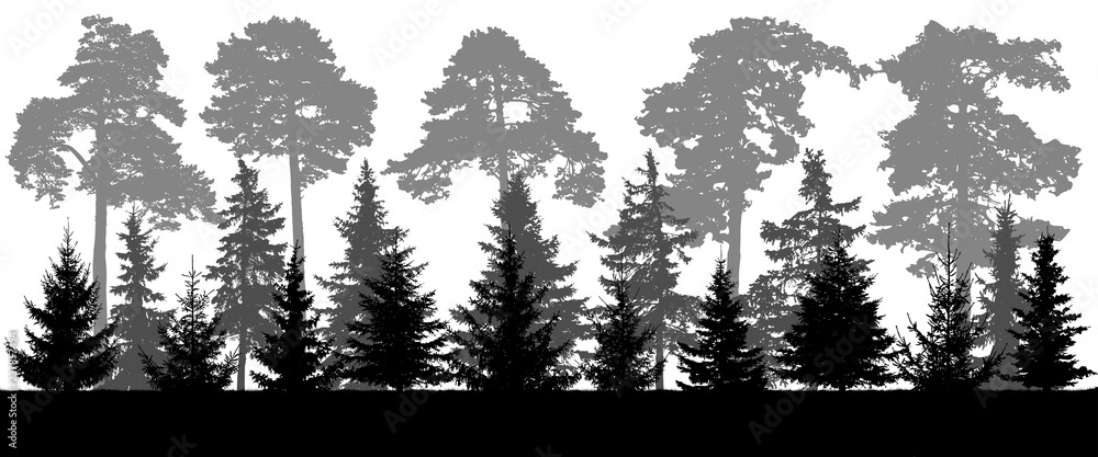 Silhouette of pine and coniferous forest landscape, panorama. Vector illustration