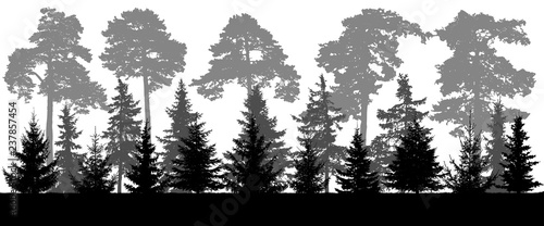 Cuadro en lienzo Silhouette of pine and coniferous forest landscape, panorama