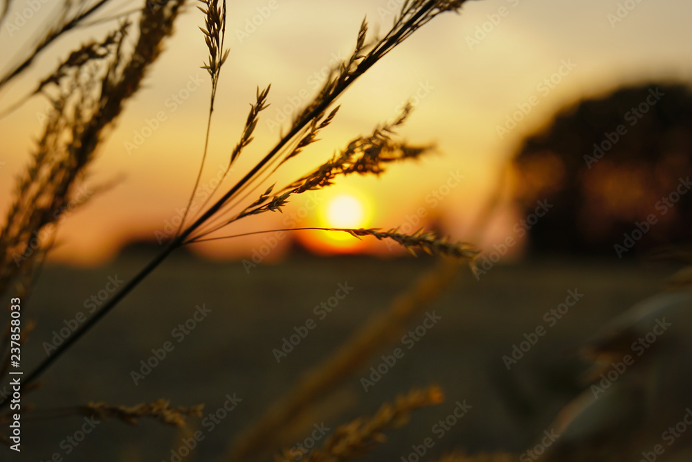Obraz premium Sunset in the fields