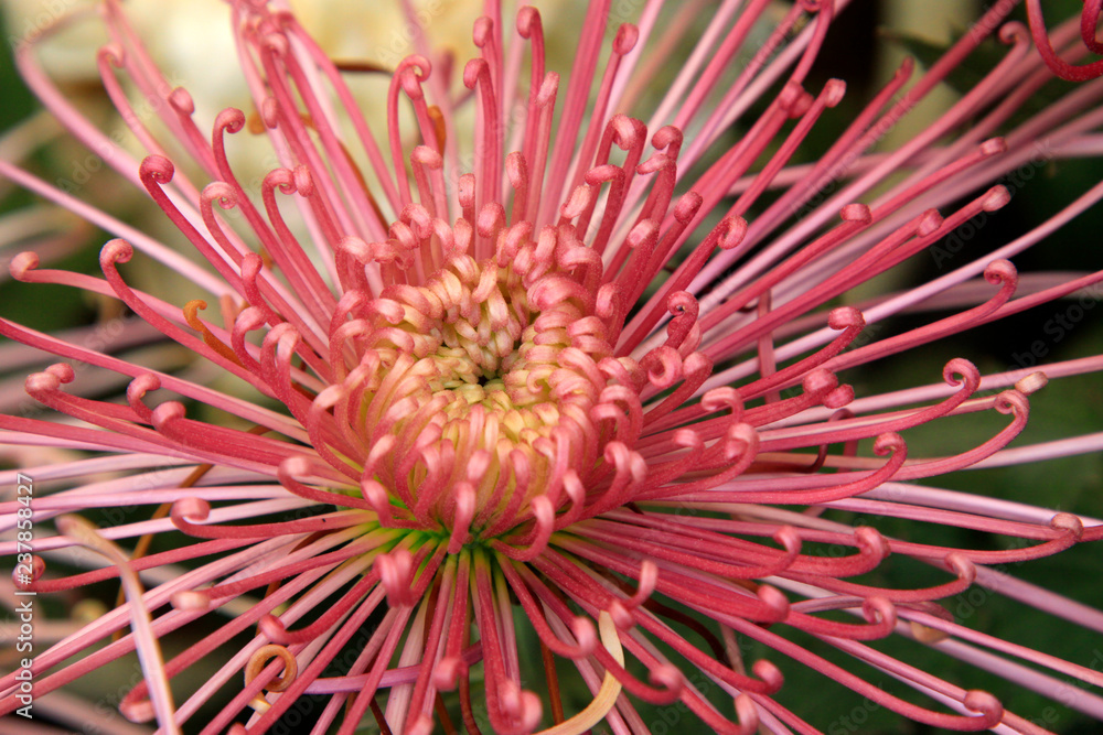 Obraz premium chrysanthemum