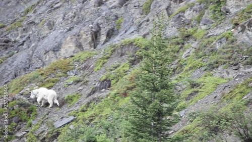 Low angle, goat climbs mountains in Canada