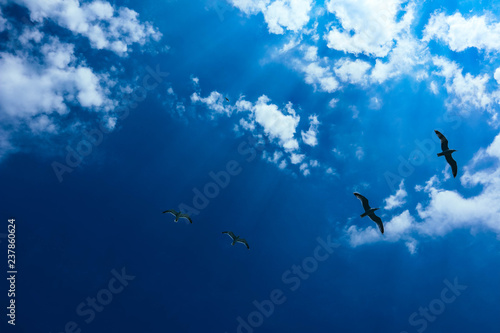 A beautiful seagulls flying in blue summer sky. A flock of seabirds at the cloudy sky background, freedom concept.