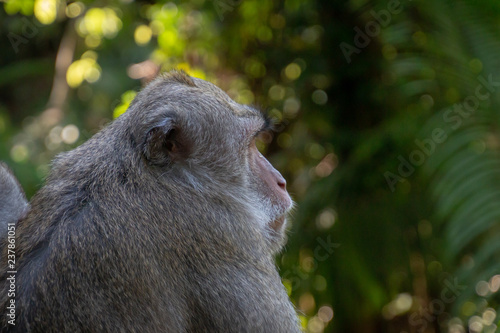 Affe im Dschungel -Portrait photo