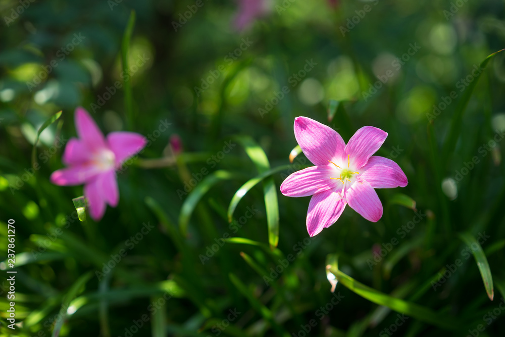 purple flower close-up