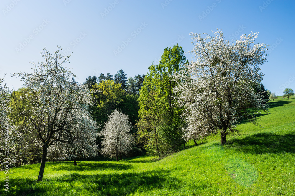 Streuobstwiese im Burgenland