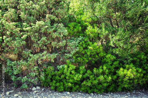 Thickets of green bush. Adriatic Sea  Croatia in summer.