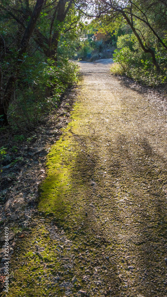 Bright green moss on a walking trail of a Texas park Bright green moss on a walking trail of a Texas park