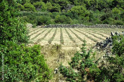 field of young lavender. croatia in summer