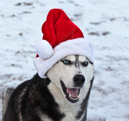 .Dog breed Siberian Husky breed in red Santa Claus hat