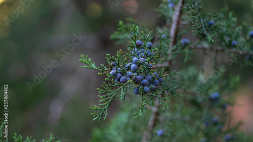 Red cedar tree berries in bunches on the tree in late fall