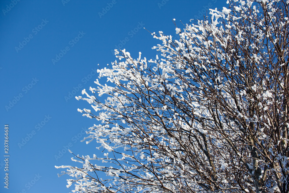 Frosted tree in frosty day against the blue sky