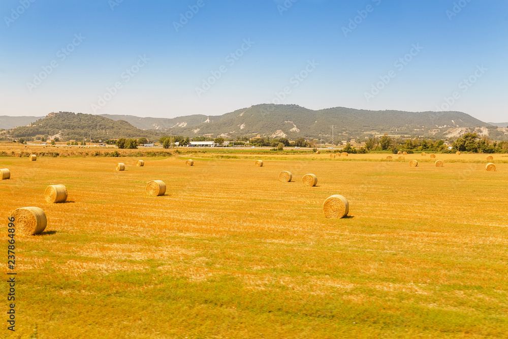 Yellow field with haystacks