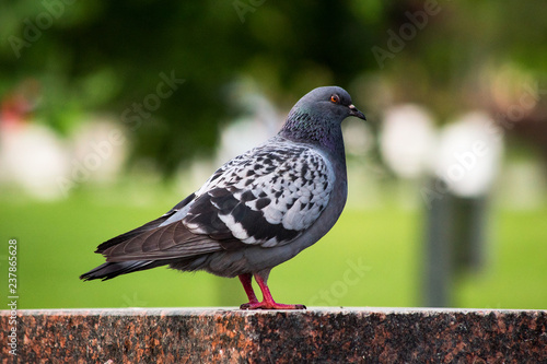 Pigeon sitting on a marble column