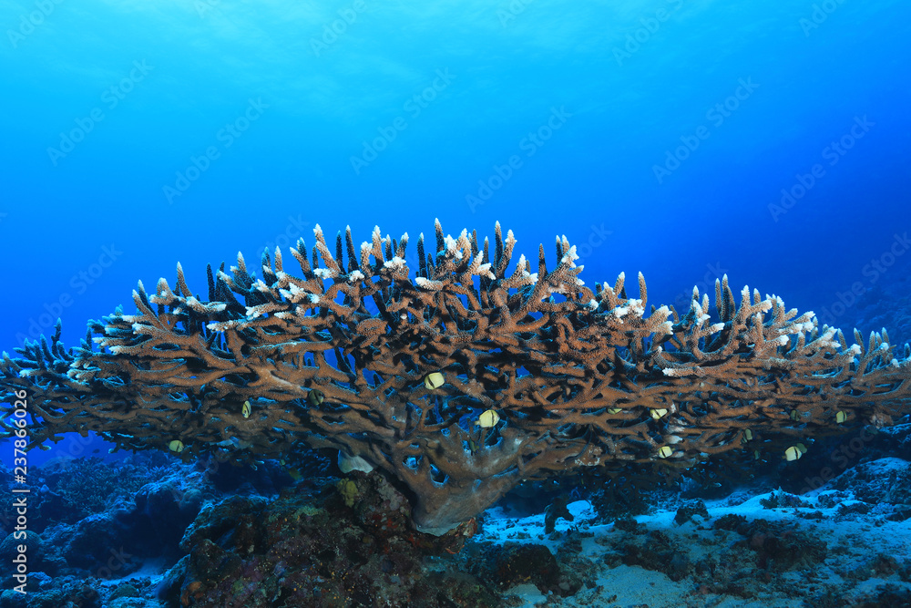Fototapeta premium Great Barrier Reef