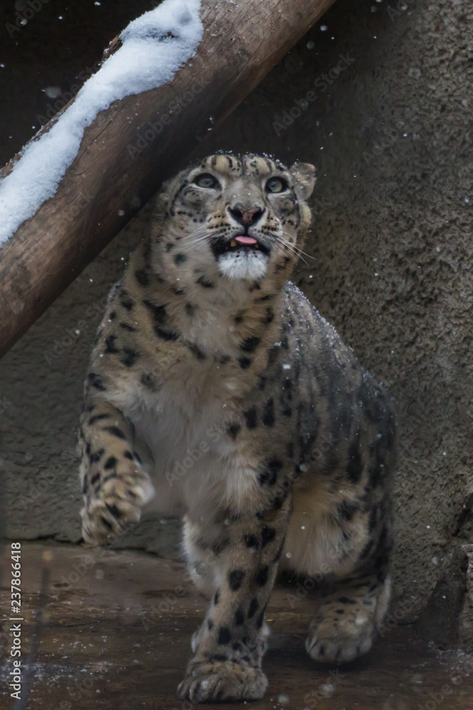 The snow leopard is a large predatory mammal of the cat family living in the mountains of Central Asia. He differs thin, long one, flexible the body, short legs, a small head and long one tail. The snow leopard is a large predatory mammal of the cat family living in the mountains of Central Asia. He differs thin, long one, flexible the body, short legs, a small head and long one tail.
