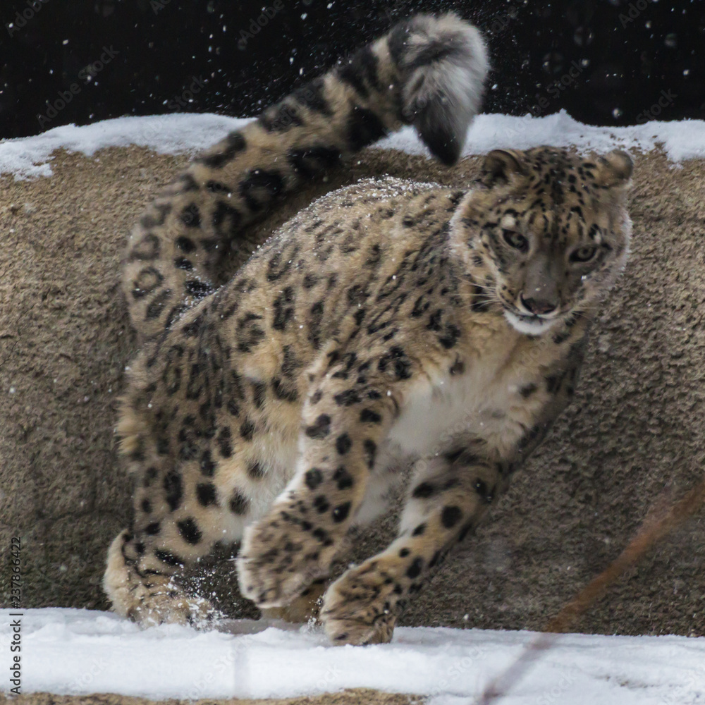 Naklejka premium The snow leopard is a large predatory mammal of the cat family living in the mountains of Central Asia. He differs thin, long one, flexible the body, short legs, a small head and long one tail.