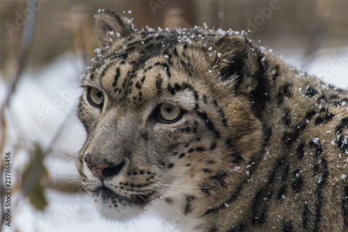 The snow leopard is a large predatory mammal of the cat family living in the mountains of Central Asia. He differs thin, long one, flexible the body, short legs, a small head and long one tail.
