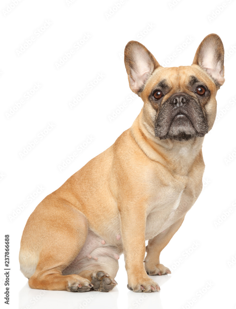 French Bulldog sitting on white background