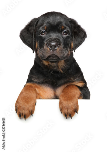 Rottweiler dog puppy above banner