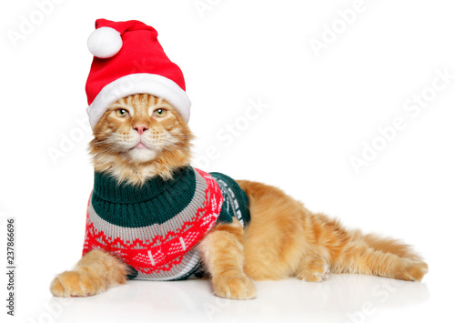 Maine-Coon cat in Santa clothes and red hat © jagodka