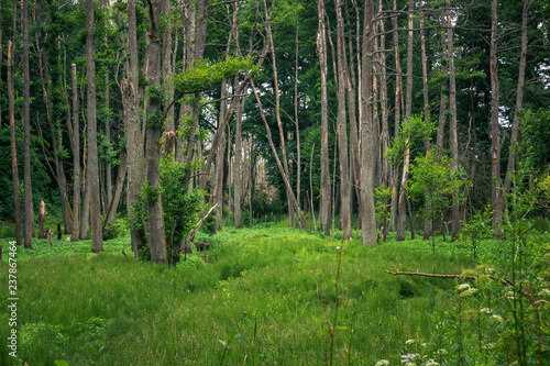 Trees on a swampy area near Gizycko, Masuria, Poland