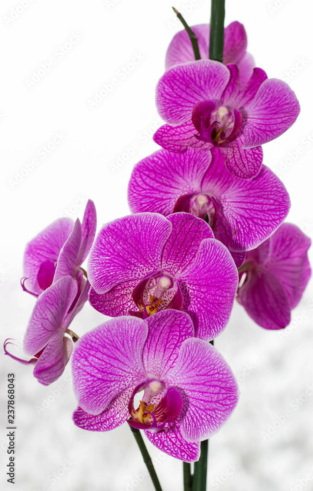 Naklejka premium orchid on white background