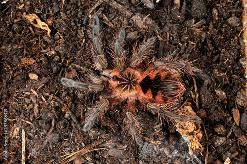 Vogelspinne aus Ekuador (Pamphobeteus sp. Machalla) - tarantula from Ecuador photo