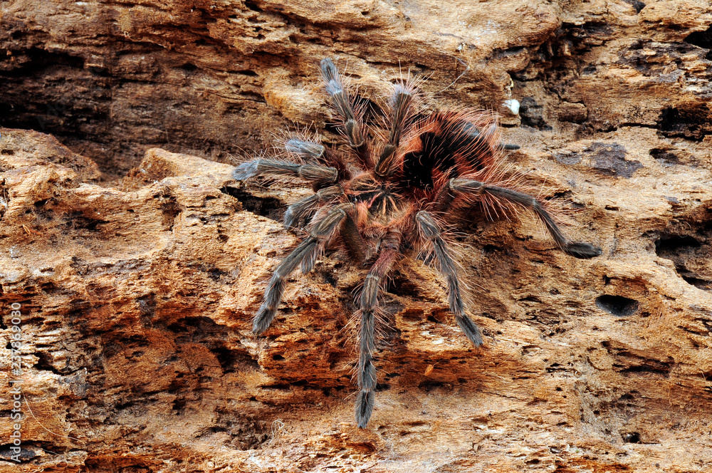 Vogelspinne aus Ekuador (Pamphobeteus sp. Machalla) tarantula from