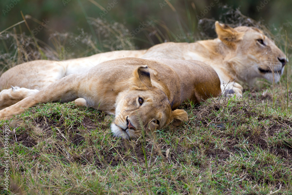 Fototapeta premium lioness having some rest at the wild