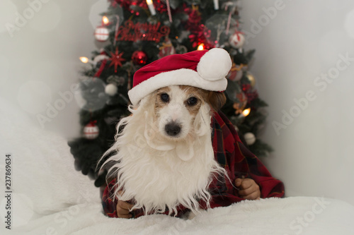 CHRISTMAS SANTA DOG. JACK RUSELL PUPPY WEARING  BEARD, RED HAT AGAINST CHRISTMAS TREE LIGHTS. photo