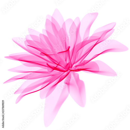 Pink pastel abstract transparent petals flower design element isolated on white, 3d rendering